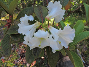 <i>Rhododendron nuttallii</i>