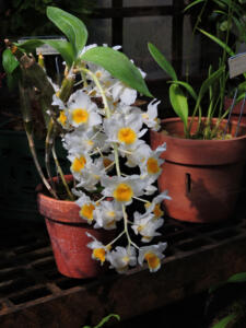 <i>Dendrobium farmeri</i>
