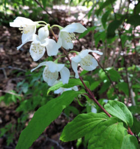 <i>Philadelphus satsumi</i>