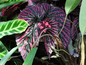 <i>Begonia brevirimosa subsp. exotica</i>