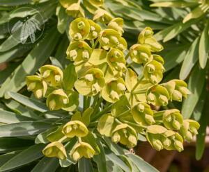 <i>Euphorbia bourgeana</i>
