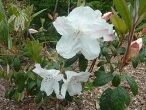 <i>Rhododendron</i> 'Fragrantissimum'