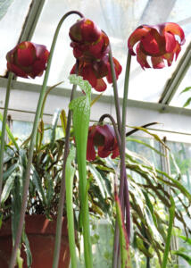 <i>Sarracenia leucophylla</i>