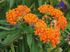 <i>Asclepias tuberosa</i>