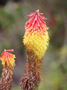 <i>Kniphofia caulescens</i>