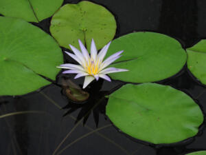 <i>Nymphaea caerulea</i>