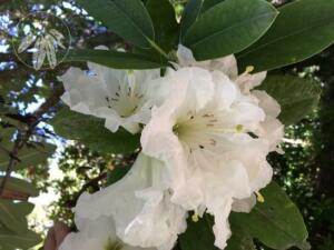 <i>Rhododendron decorum</i> subsp. <i>diaprepes</i>