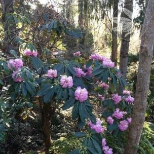 <i>Rhododendron protistum</i>
