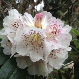<i>Rhododendron irroratum</i>