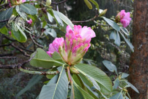 <i>Rhododendron moulmainense</i>