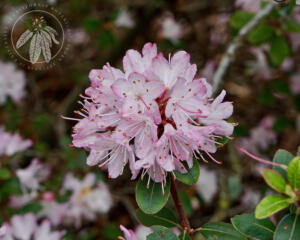 <i>Rhododendron racemosum</i>