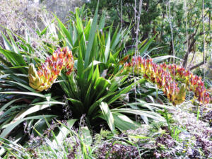 <i>Doryanthes palmeri</i>