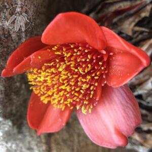 <i> Haemanthus coccineus</i>