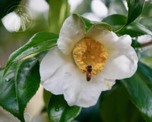 <i>Camellia japonica 'Albus'</i> 