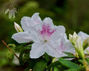 <i>Rhododendron mucronatum</i>