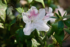 <i>Rhododendron mucronatum section tsutsusi</i>