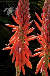 <i>Aloe suprafoliata</i>