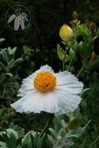 <i>Romneya Coulteri</i>