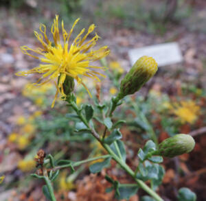 <i>Ericameria cuneata</i>