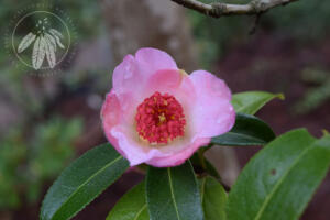 <i>Camellia reticulata</i> 