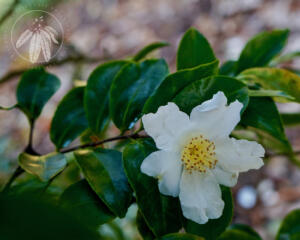 <i>Camellia sasanqua 'Ginryu'</i>  