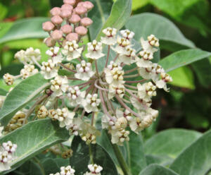 <i>Asclepias eriocarpa</i>