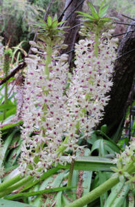 <i>Eucomis comosa</i>