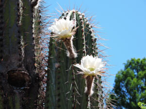 <i>Echinopsis terscheckii</i>