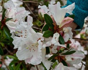 <i>Rhododendron pachypodum</i>