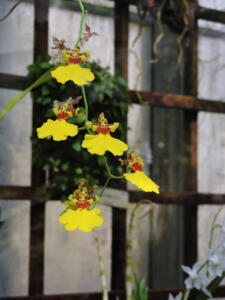 <i>Oncidium varicosum</i>