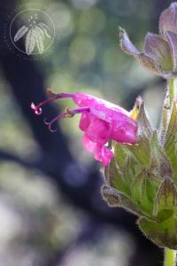 <i>Salvia spathacea<i>