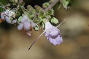 <i>Salvia apiana</i>