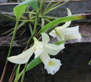 <i>Sobralia aspera</i>