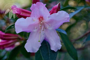 Rhododendron veitchianum subsection maddenia