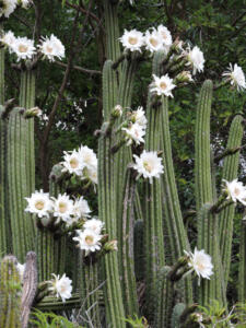 <i>Echinopsis peruviana subsp. puquiensis</i>