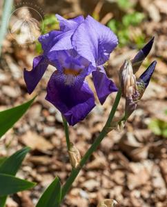 <i>Iris pallida</i> ssp. <i>cengialtii</i>