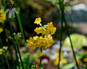 <i>Primula prolifera</i>