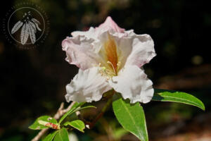 <i>Rhododendron veitchianum</i> 'Ashcombe'