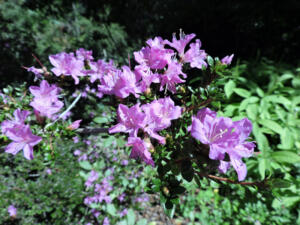 <i>Rhododendron kiusianum</i>