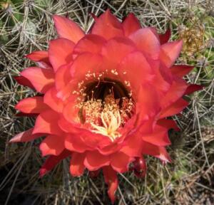 <i>Echinopsis Sp.</i>