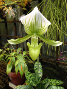 <i>Paphiopedilum maudiae</i>