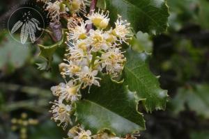 Prunus ilicifolia