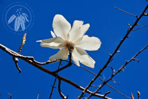 <i>Magnolia campbellii</i>