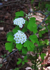 <i>Spiraea trilobata</i>