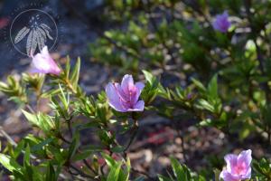 <i>Rhododendron kanehirae</i>