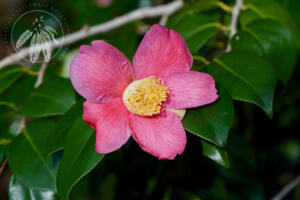 <i>Camellia japonica</i>