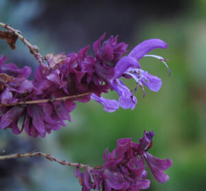 <i>Salvia canariensis</i>