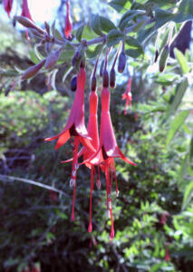 <i>Fuchsia scabriuscula</i>
