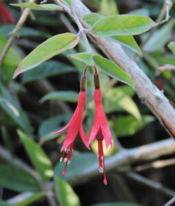 <i>Fuchsia scabriuscula</i>