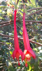 <i>Fuchsia vulcanica</i>